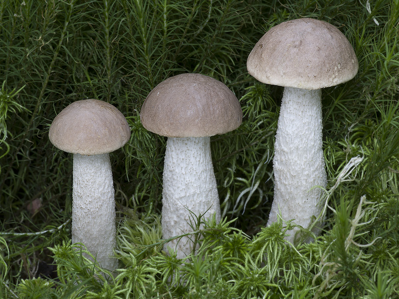 Leccinum brunneogriseolum